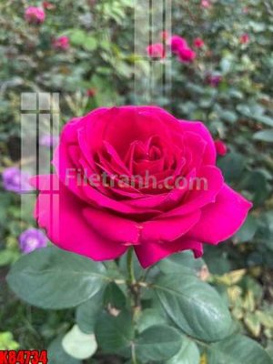 File tranh quảng cáo File tranh gốc tổng hợp K84734 (file gốc) chuyên nghiệp