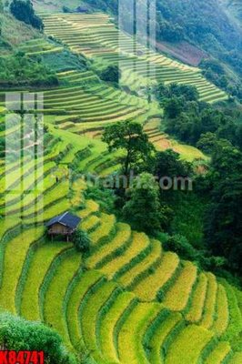 File in trần File tranh gốc tổng hợp K84741 (bản gốc) 5D