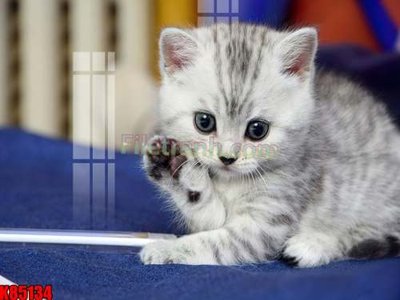 File tranh ảnh gốc File tranh gốc tổng hợp K85134 dùng cho in khổ lớn