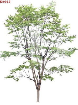 File in trần File gốc in tranh tổng hợp K8662 (file gốc) xuyên sáng