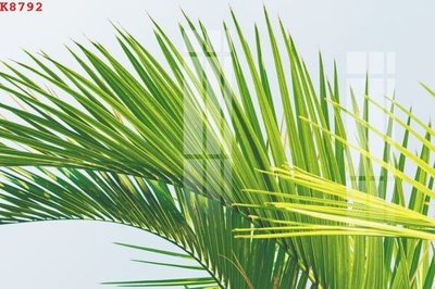 File in trần File gốc in tranh tổng hợp K8792 (bản gốc) trời sao