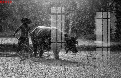 File ảnh File gốc in tranh tổng hợp K8915 (gốc) in poster