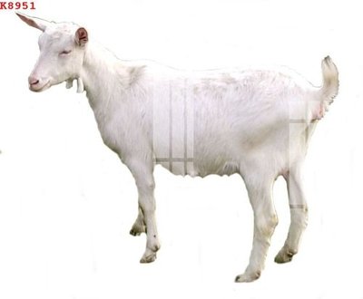 File tranh File gốc in tranh tổng hợp K8951 (gốc) chủ đề trẻ em