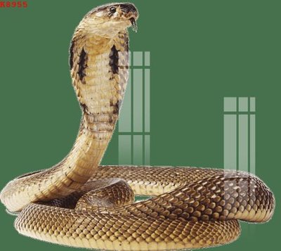 File tranh ảnh gốc File gốc in tranh tổng hợp K8955 dùng cho in khổ lớn