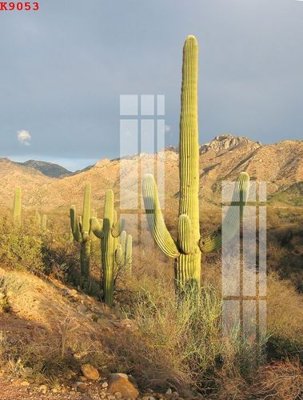 Download file File gốc in tranh tổng hợp K9053 (gốc) in mica đèn LED