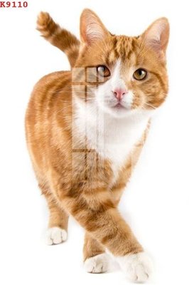 File tranh in mica File gốc in tranh tổng hợp K9110 (độ phân giải cao)