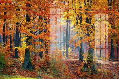 File in trần File gốc in tranh tổng hợp K9293 (bản gốc) 5D