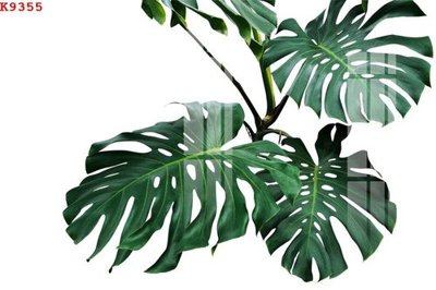 File gốc File gốc in tranh tổng hợp K9355 (cho in ấn) độc quyền