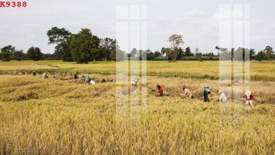 File tranh gốc File gốc in tranh tổng hợp K9388 (bản đẹp) độc quyền