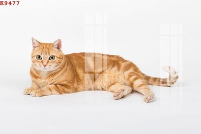 File in ấn File gốc in tranh tổng hợp K9477 chuyên nghiệp