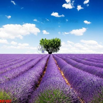 File gốc File in kính bếp KB1057 (in mica) làm bảng hiệu