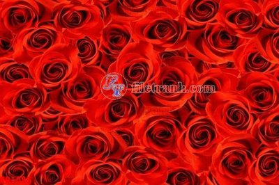 Tải file File in kính bếp KB1085 (gốc) làm file tranh quảng cáo