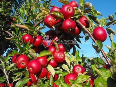 File tranh gốc in trần nhà File in kính bếp KB1198 3D