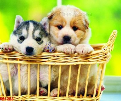 File gốc File in kính bếp KB1253 (vector) cho in ấn