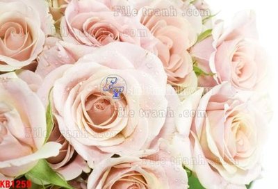 File gốc File in kính bếp KB1259 (in tráng gương) sang trọng