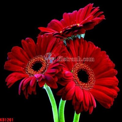 File tranh File in kính bếp KB1261 (ảnh gốc) in trần nhà