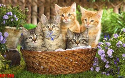 Tải về file gốc File in kính bếp KB1286 (chuẩn in ấn)