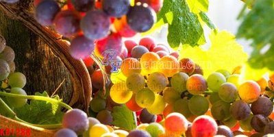 Download file File in kính bếp KB1288 (gốc) in mica bàn thờ