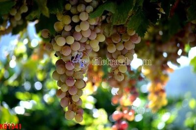 File gốc File in kính bếp KB1341 (in mica) cắt laser