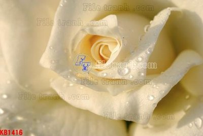 Tải file File in kính bếp KB1416 (PSD) cho in ấn quảng cáo