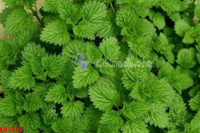 Hình ảnh file gốc File in kính bếp KB1518 cho in UV