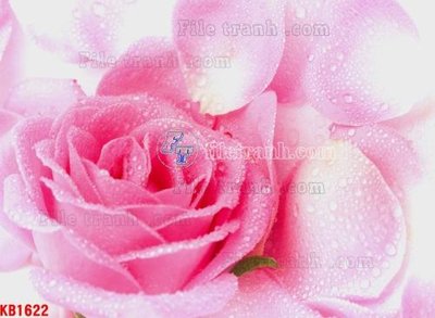 Tải file gốc File in kính bếp KB1622 (bản PSD) còn layer