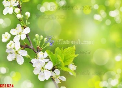 File gốc in ấn File in kính bếp KB1624 (sẵn sàng tải về)