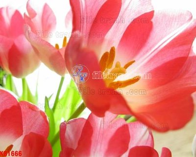 File tranh gốc File in kính bếp KB1666 (bản quyền) Filetranh.com