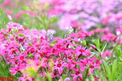 Tải file File in kính bếp KB1823 (ảnh gốc) 300dpi File in kính bếp KB1823