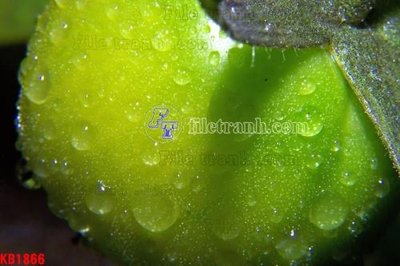 File gốc in tráng gương File in kính bếp KB1866 chi tiết