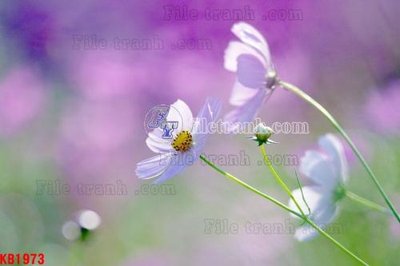 File tranh File in kính bếp KB1973 (bản gốc) trang trí văn phòng