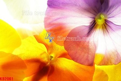 File PSD File in kính bếp KB2061 (gốc) cho designer