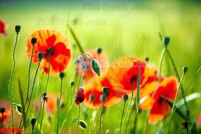 Download file ảnh gốc File in kính bếp KB2092 để in ấn