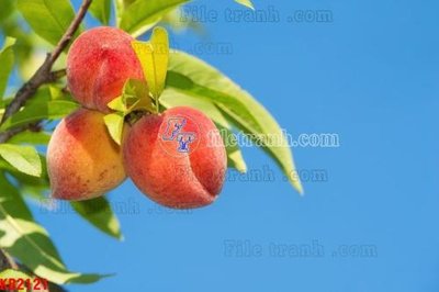 File tranh File in kính bếp KB2121 (gốc) phong cách tối giản