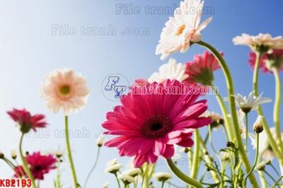 File tranh in trần 3D File in kính bếp KB2193 (ảnh gốc)