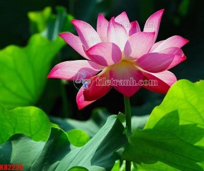 Download file gốc File in kính bếp KB2220 (in lụa) hoa lá