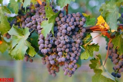 File tranh File in kính bếp KB2262 (gốc) chủ đề trừu tượng