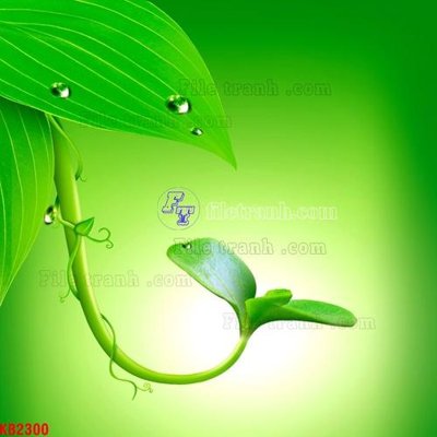 File tranh File in kính bếp KB2300 (gốc) in film