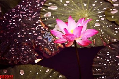 File tranh PSD File in kính bếp KB2322 chất lượng cao