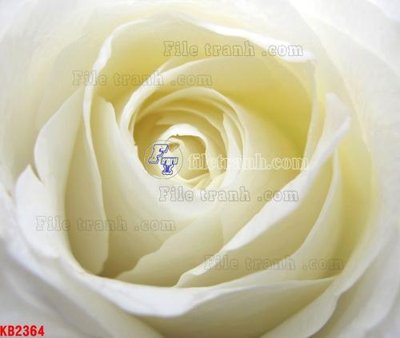 File tranh File in kính bếp KB2364 (gốc) chủ đề động vật