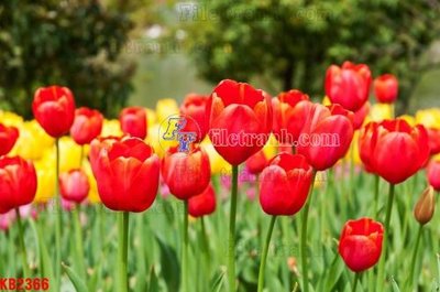 File tranh PSD File in kính bếp KB2366 chất lượng cao