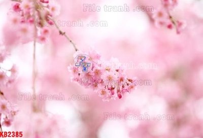 File in ấn File in kính bếp KB2385 (bản gốc) sắc nét