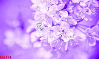 Tải file tranh gốc File in kính bếp KB2414 chất lượng cao