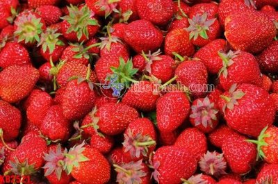 Tải file gốc File in kính bếp KB2521 dùng cho in ấn