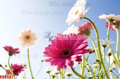 File tranh File in kính bếp KB2531 (gốc) chủ đề động vật