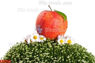 Tải file gốc File in kính bếp KB2553 dùng cho in ấn