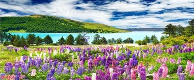 Tải file gốc File in kính bếp KB3156 (in không vỡ ảnh)