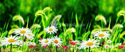 File tranh File in kính bếp KB3302 (ảnh gốc) độc quyền