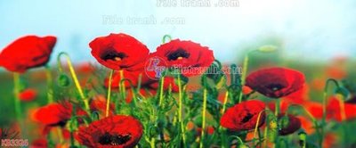 File gốc File in kính bếp KB3326 (ảnh rõ nét) để in