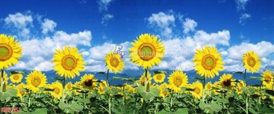 File in ấn cao cấp File in kính bếp KB3351 (file gốc)